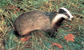  Image name: tasso.jpg 
 width: 296 pixel 
 height: 176 pixel 
 Size: 28371 bytes 
 Click to enlarge 