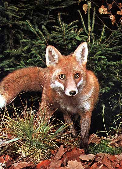  Image name: volp6.jpg 
 width: 400 pixel 
 height: 550 pixel 
 Size: 65659 bytes 
 Click to enlarge 