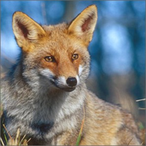  Image name: volpe.jpg 
 width: 296 pixel 
 height: 296 pixel 
 Size: 25391 bytes 
 Click to enlarge 