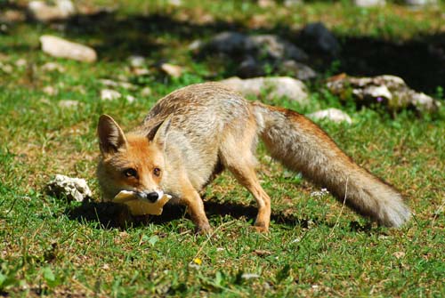  Image name: volpe4.jpg 
 width: 500 pixel 
 height: 335 pixel 
 Size: 84758 bytes 
 Click to enlarge 