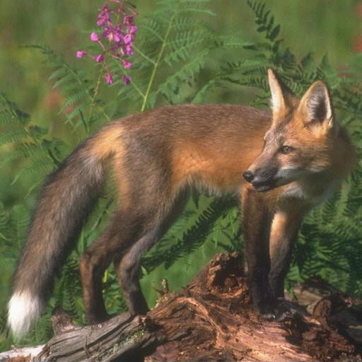  Image name: Volpe8.jpg 
 width: 512 pixel 
 height: 512 pixel 
 Size: 35849 bytes 
 Click to enlarge 