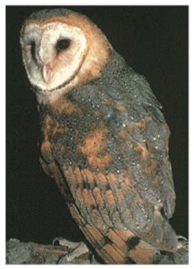  Image name: barbagianni.jpg 
 width: 217 pixel 
 height: 300 pixel 
 Size: 20693 bytes 
 Click to enlarge 