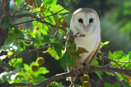  Image name: barbagianni3.jpg 
 width: 500 pixel 
 height: 335 pixel 
 Size: 68746 bytes 
 Click to enlarge 