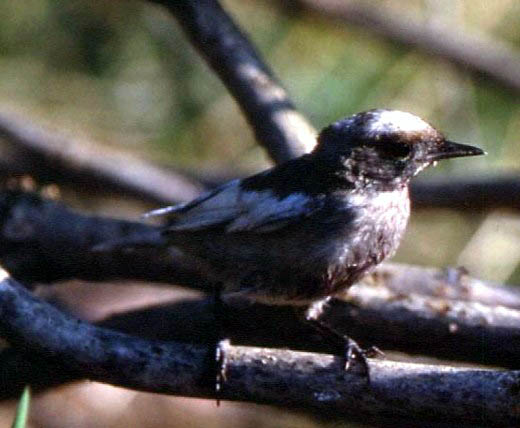  Image name: capinera4.jpg 
 width: 520 pixel 
 height: 428 pixel 
 Size: 38015 bytes 
 Click to enlarge 