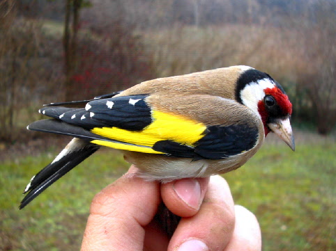  Image name: Cardellin9.jpg 
 width: 482 pixel 
 height: 361 pixel 
 Size: 45411 bytes 
 Click to enlarge 