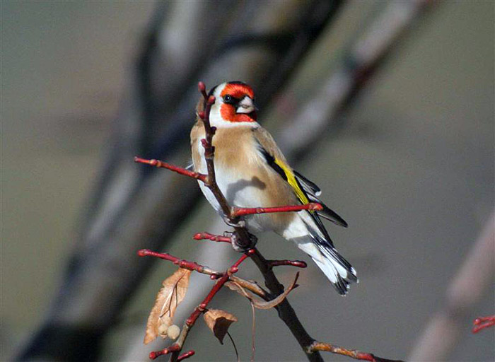  Image name: cardellino3.jpg 
 width: 700 pixel 
 height: 512 pixel 
 Size: 101445 bytes 
 Click to enlarge 