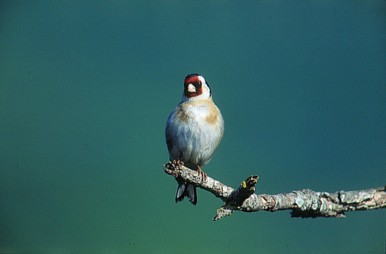  Image name: Cardellino4.jpg 
 width: 386 pixel 
 height: 254 pixel 
 Size: 14622 bytes 
 Click to enlarge 