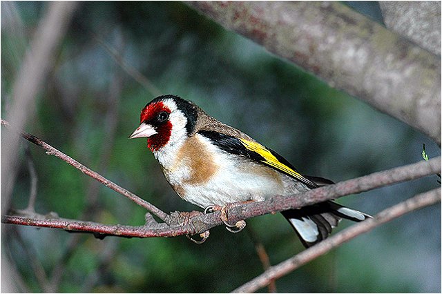  Image name: cardellino7.jpg 
 width: 640 pixel 
 height: 426 pixel 
 Size: 66782 bytes 
 Click to enlarge 