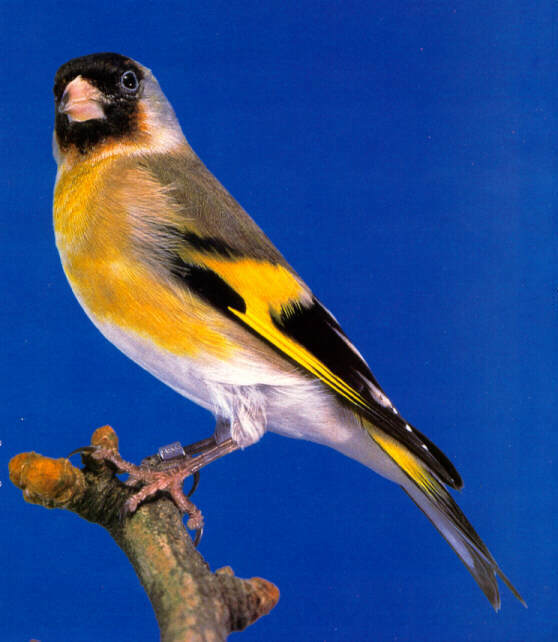  Image name: cardellino8.jpg 
 width: 558 pixel 
 height: 642 pixel 
 Size: 44384 bytes 
 Click to enlarge 