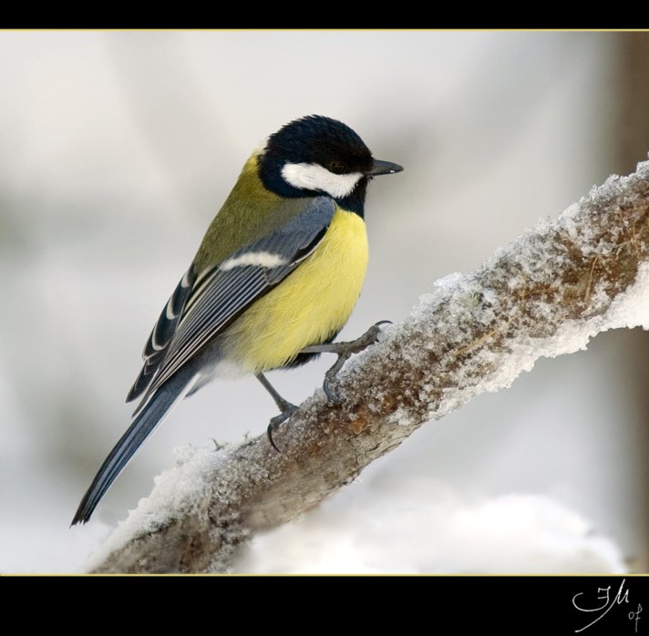  Image name: cinciallegra4.jpg 
 width: 712 pixel 
 height: 698 pixel 
 Size: 86113 bytes 
 Click to enlarge 