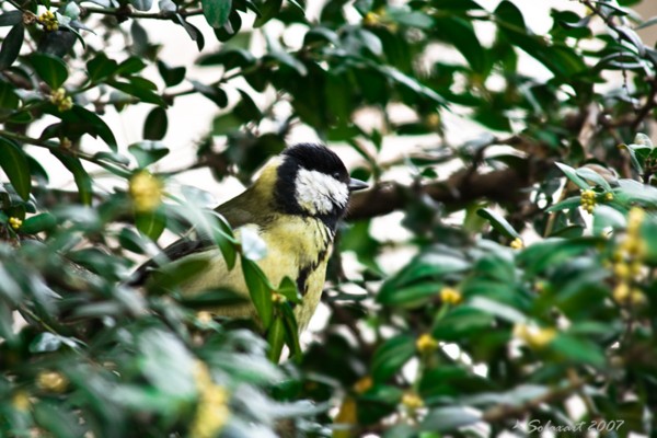  Image name: Cinciallegra5.jpg 
 width: 600 pixel 
 height: 400 pixel 
 Size: 79600 bytes 
 Click to enlarge 