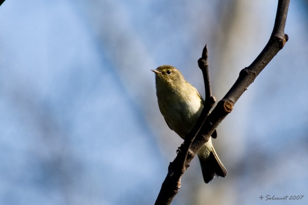  Image name: cinciallegra7.jpg 
 width: 600 pixel 
 height: 400 pixel 
 Size: 33348 bytes 
 Click to enlarge 