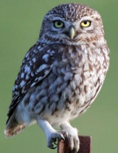  Image name: civetta.jpg 
 width: 231 pixel 
 height: 300 pixel 
 Size: 19083 bytes 
 Click to enlarge 