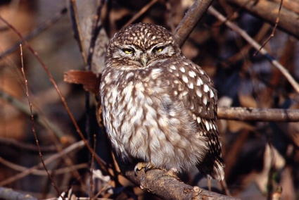  Image name: civetta2.jpg 
 width: 425 pixel 
 height: 284 pixel 
 Size: 80930 bytes 
 Click to enlarge 