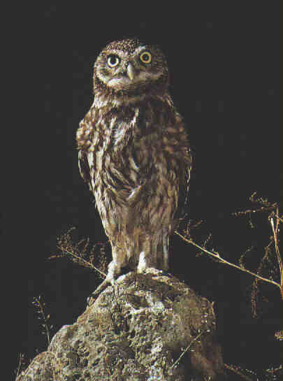  Image name: civetta3.jpg 
 width: 405 pixel 
 height: 545 pixel 
 Size: 55803 bytes 
 Click to enlarge 