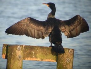  Image name: cormorano.jpg 
 width: 296 pixel 
 height: 224 pixel 
 Size: 17868 bytes 
 Click to enlarge 