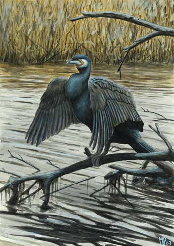  Image name: Cormorano2.jpg 
 width: 353 pixel 
 height: 500 pixel 
 Size: 35574 bytes 
 Click to enlarge 