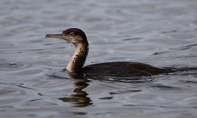  Image name: cormorano3.jpg 
 width: 640 pixel 
 height: 383 pixel 
 Size: 44314 bytes 
 Click to enlarge 
