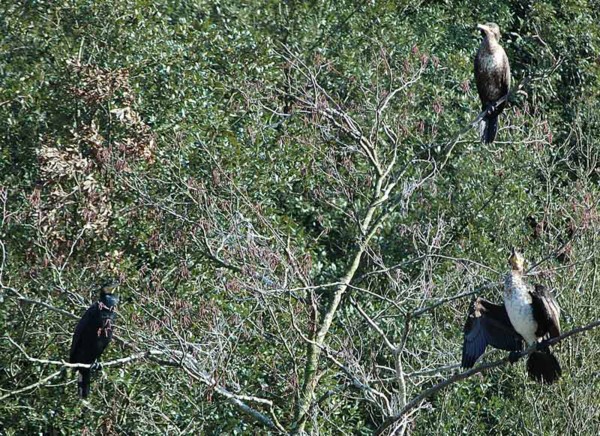  Image name: cormorano4.jpg 
 width: 600 pixel 
 height: 436 pixel 
 Size: 165431 bytes 
 Click to enlarge 