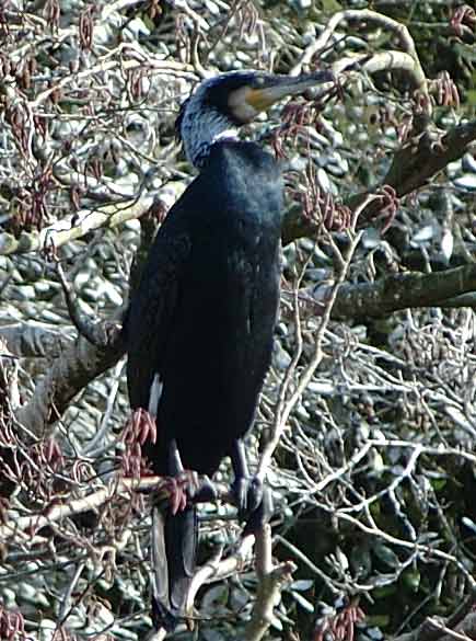  Image name: cormorano5.jpg 
 width: 435 pixel 
 height: 585 pixel 
 Size: 41990 bytes 
 Click to enlarge 