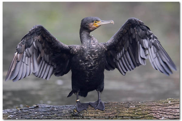  Image name: cormorano6.jpg 
 width: 599 pixel 
 height: 401 pixel 
 Size: 55335 bytes 
 Click to enlarge 