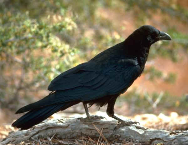  Image name: corvo4.jpg 
 width: 600 pixel 
 height: 464 pixel 
 Size: 27252 bytes 
 Click to enlarge 