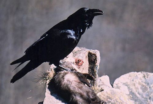  Image name: corvo5.jpg 
 width: 500 pixel 
 height: 341 pixel 
 Size: 35098 bytes 
 Click to enlarge 