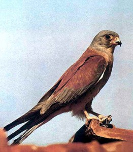  Image name: falco.jpg 
 width: 262 pixel 
 height: 300 pixel 
 Size: 27095 bytes 
 Click to enlarge 