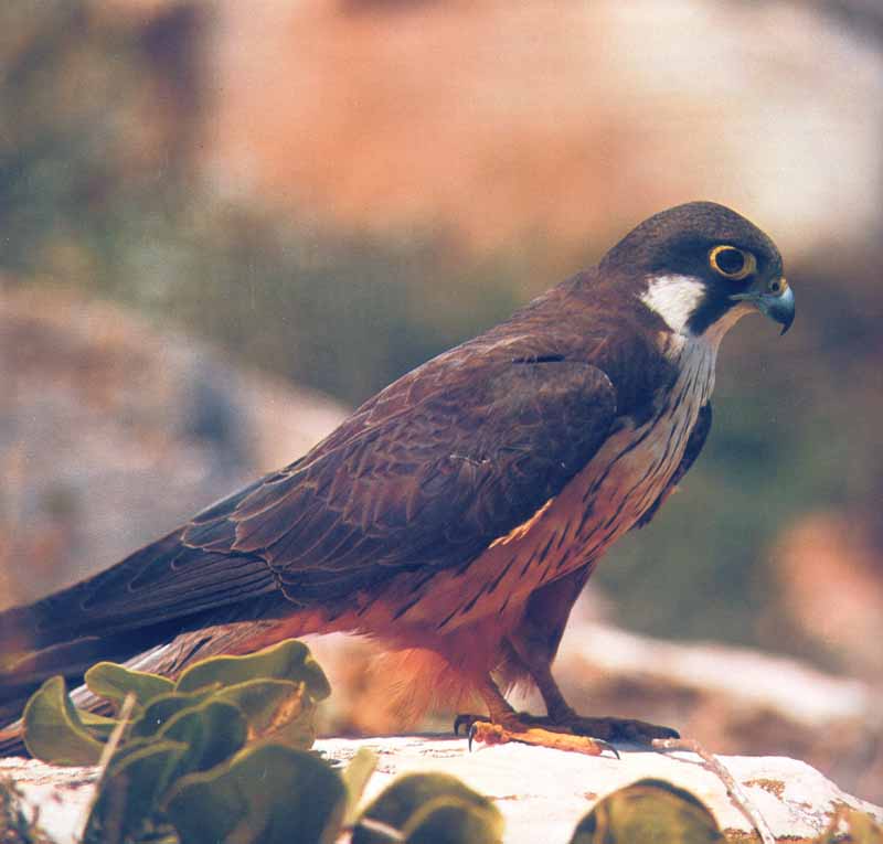  Image name: falco2.jpg 
 width: 800 pixel 
 height: 765 pixel 
 Size: 38227 bytes 
 Click to enlarge 