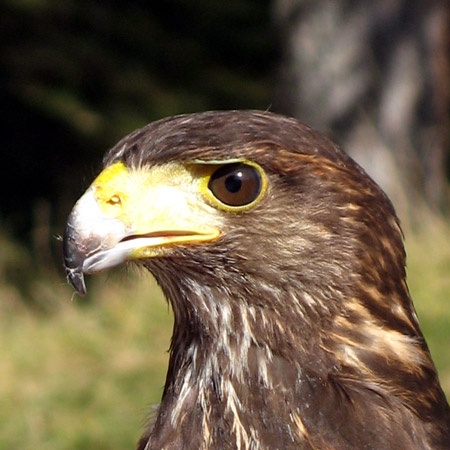  Image name: falco4.jpg 
 width: 450 pixel 
 height: 450 pixel 
 Size: 59716 bytes 
 Click to enlarge 