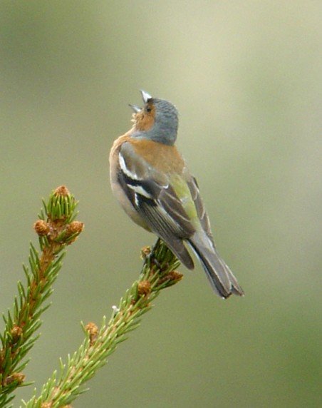  Image name: fringuello4.jpg 
 width: 452 pixel 
 height: 572 pixel 
 Size: 44453 bytes 
 Click to enlarge 