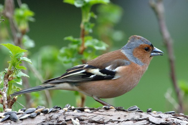  Image name: fringuello5.jpg 
 width: 600 pixel 
 height: 400 pixel 
 Size: 59561 bytes 
 Click to enlarge 