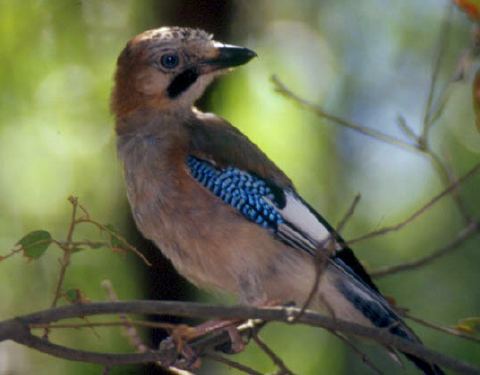  Image name: ghiandaia3.jpg 
 width: 480 pixel 
 height: 375 pixel 
 Size: 22887 bytes 
 Click to enlarge 