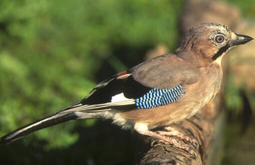  Image name: ghiandaia4.jpg 
 width: 510 pixel 
 height: 330 pixel 
 Size: 25188 bytes 
 Click to enlarge 