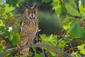  Image name: gufo.jpg 
 width: 296 pixel 
 height: 198 pixel 
 Size: 22815 bytes 
 Click to enlarge 