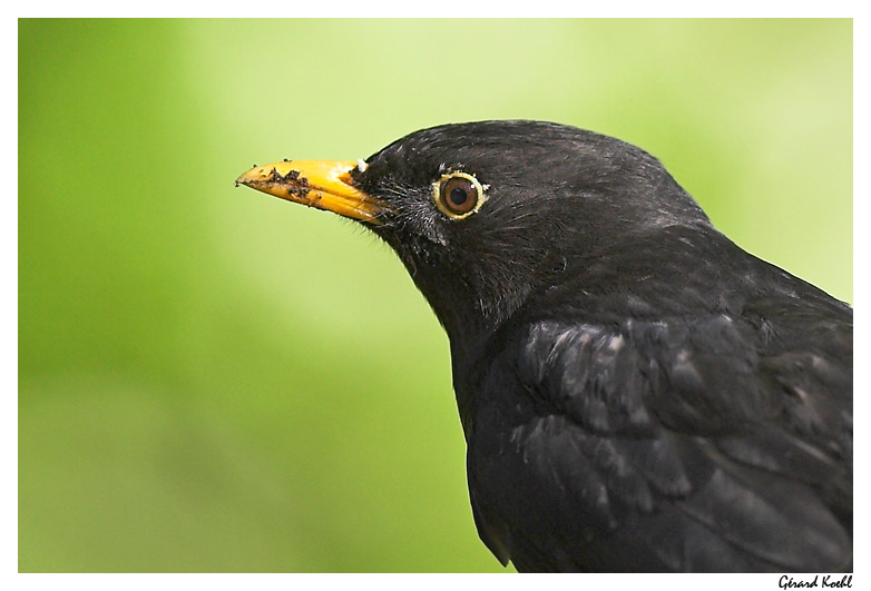  Image name: merlio3.jpg 
 width: 782 pixel 
 height: 531 pixel 
 Size: 100066 bytes 
 Click to enlarge 