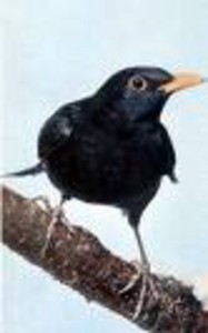  Image name: merlo.jpg 
 width: 187 pixel 
 height: 300 pixel 
 Size: 11491 bytes 
 Click to enlarge 