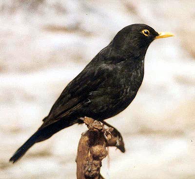  Image name: merlo5.jpg 
 width: 400 pixel 
 height: 367 pixel 
 Size: 26202 bytes 
 Click to enlarge 