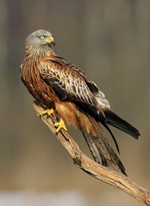  Image name: nibbio.jpg 
 width: 218 pixel 
 height: 300 pixel 
 Size: 15516 bytes 
 Click to enlarge 