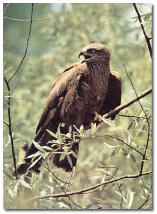  Image name: nibbio2.jpg 
 width: 320 pixel 
 height: 436 pixel 
 Size: 22025 bytes 
 Click to enlarge 