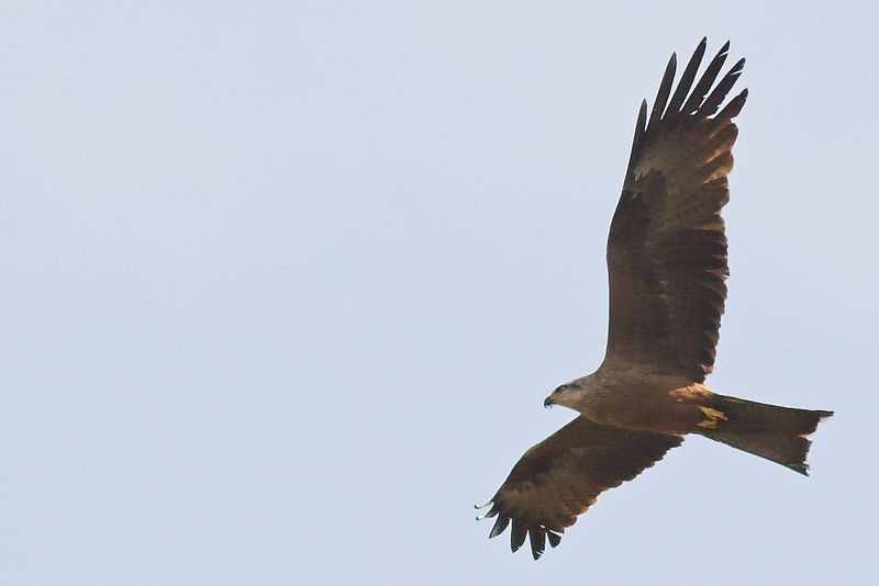  Image name: nibbio4.jpg 
 width: 800 pixel 
 height: 534 pixel 
 Size: 39229 bytes 
 Click to enlarge 