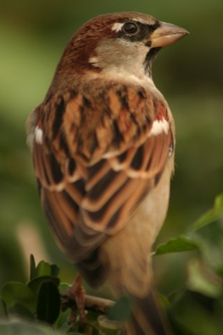  Image name: passero4.jpg 
 width: 320 pixel 
 height: 480 pixel 
 Size: 21906 bytes 
 Click to enlarge 