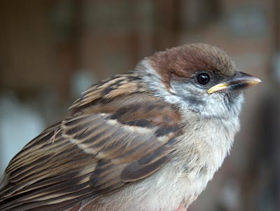  Image name: Passero5.jpg 
 width: 400 pixel 
 height: 301 pixel 
 Size: 19616 bytes 
 Click to enlarge 