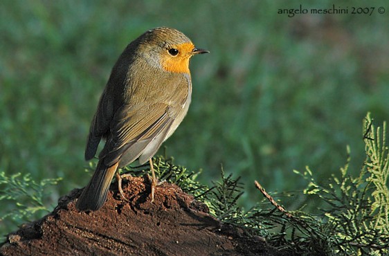  Image name: pettirosso3.jpg 
 width: 562 pixel 
 height: 370 pixel 
 Size: 64983 bytes 
 Click to enlarge 