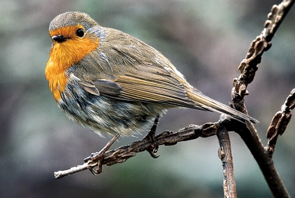  Image name: pettirosso4.jpg 
 width: 425 pixel 
 height: 285 pixel 
 Size: 80179 bytes 
 Click to enlarge 