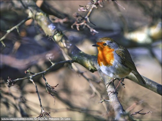  Image name: Pettirosso5.jpg 
 width: 540 pixel 
 height: 405 pixel 
 Size: 56337 bytes 
 Click to enlarge 