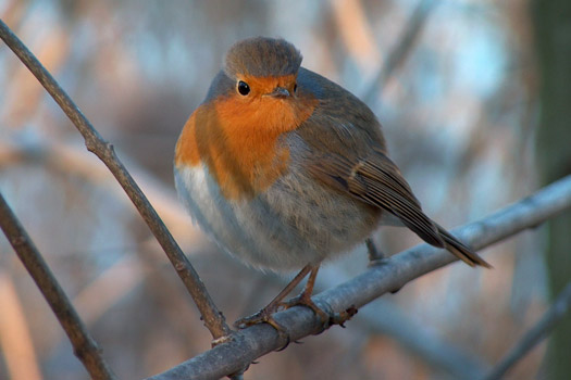  Image name: pettirosso7.jpg 
 width: 525 pixel 
 height: 350 pixel 
 Size: 42046 bytes 
 Click to enlarge 