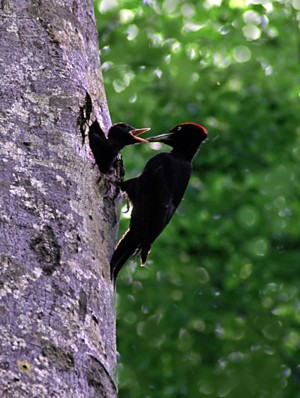  Image name: Picchi03.jpg 
 width: 300 pixel 
 height: 398 pixel 
 Size: 43920 bytes 
 Click to enlarge 