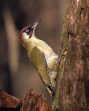  Image name: picchio4.jpg 
 width: 300 pixel 
 height: 375 pixel 
 Size: 24424 bytes 
 Click to enlarge 