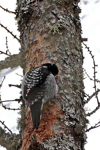  Image name: picchio5.jpg 
 width: 400 pixel 
 height: 600 pixel 
 Size: 107023 bytes 
 Click to enlarge 